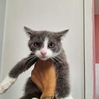 BANZAI, chatte à adopter