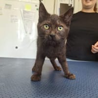 DIVA, chatte à adopter