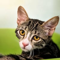 Earth [Chaton], chatte à adopter