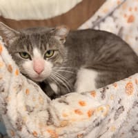 FINN, chat à adopter