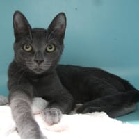 BRUME, chat à adopter