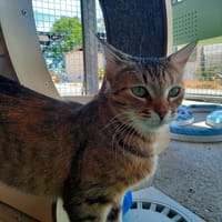 MEW TOO, chatte à adopter