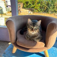 BALOU, chat à adopter