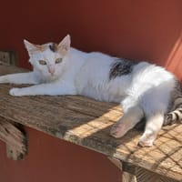 LISA, chatte à adopter