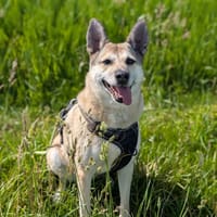 BONNY VAA, chienne à adopter