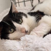 JONATHAN, chat à adopter