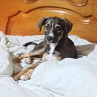 ZANAH, chienne à adopter