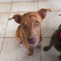 TYTOU, chien à adopter