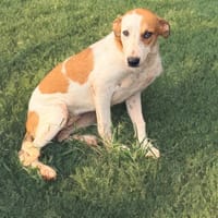 SAVEA , chiot femelle Berger Créole  La mignonne !, chienne à adopter