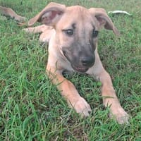 PRINCESSE , chiot femelle Berger Créole  La mignonne !, chienne à adopter