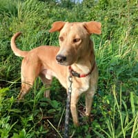 Kiko mâle Berger Créole  Adorable!, chien à adopter