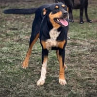 FIDJI ,  femelle junior Berger Créole La belle des îles !, chienne à adopter