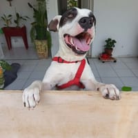 Tommy mâle Berger Créole  Adorable!, chien à adopter