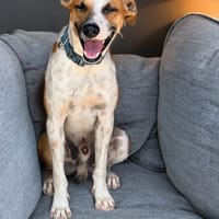 SPEEDY, mâle junior, Berger Créole La joie de vivre !, chien à adopter