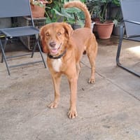 Maroon mâle Berger Créole  Adorable!, chien à adopter