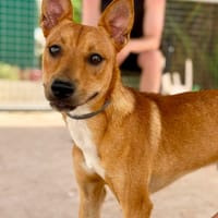 TACO (Maria), chien à adopter