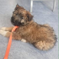 MYSTIE, CHIOT FEMELLE CROISÉ BORDER GRIFFON, chienne à adopter