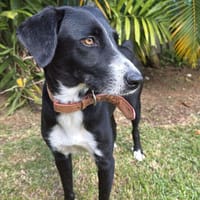 TIANA, femelle  BERGER CREOLE, chienne à adopter