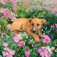 HADES, CHIOT MÂLE BERGER CRÉOLE, chien à adopter
