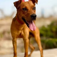 BASIL (Maria), chien à adopter