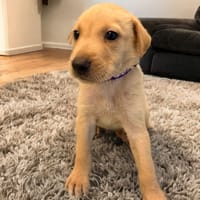 ASTER, chien à adopter