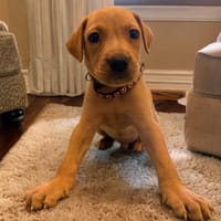 ASLAN, chien à adopter
