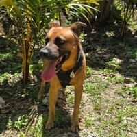 KARAMELO, Mâle BERGER CRÉOLE, chien à adopter