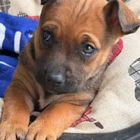 DORA (Maria), chienne à adopter