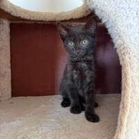 BONA, chatte à adopter