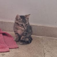 FLASH, chat à adopter