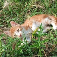 OLIVE, chatte à adopter
