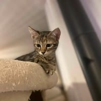 PERLE, chatte à adopter