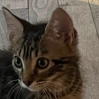 PORTHOS, chat à adopter