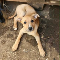 TAMARIN, chien à adopter