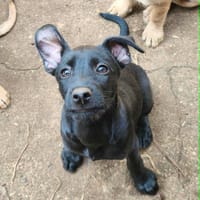 VICTORIA, chienne à adopter