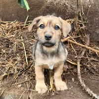 ZATTE, chienne à adopter