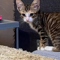 THELMA, chatte à adopter