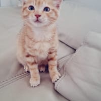NALA, chatte à adopter