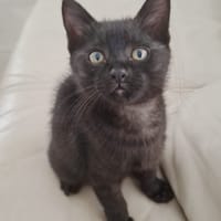 BAGHEERA, chatte à adopter