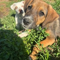 Pong, chienne à adopter