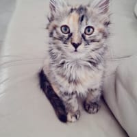 SUNDARI, chatte à adopter