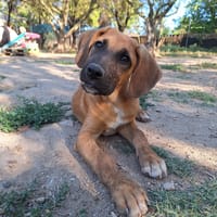 Lailo, chien à adopter