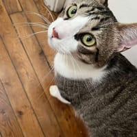 MANGO, chat à adopter