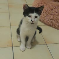 MALICE, chatte à adopter