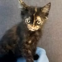 SALLY, chatte à adopter
