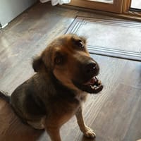 GAIA, chienne à adopter