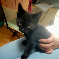 PEPPER, chat à adopter