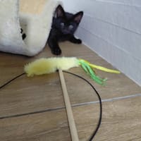 REGLISSE, chat à adopter