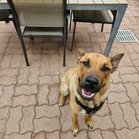 BOWIE, chien à adopter