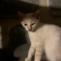 NACRE, chat à adopter